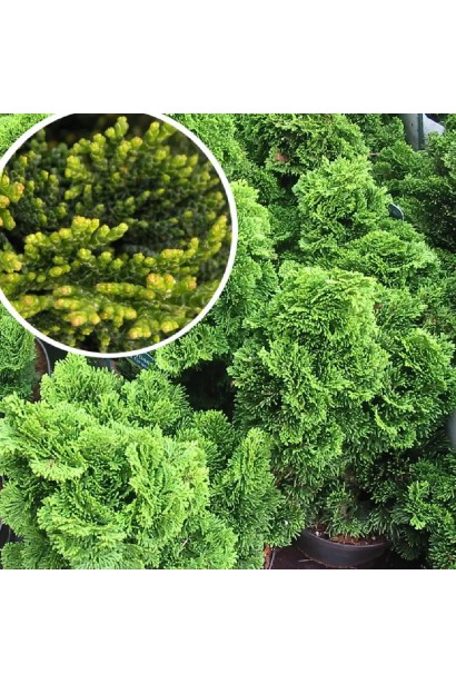 Кипарисовик Нана Грацилис на штамбе хвоя